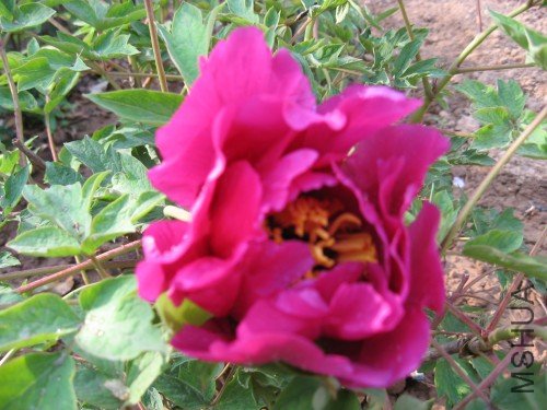 ĵ��4.jpg
