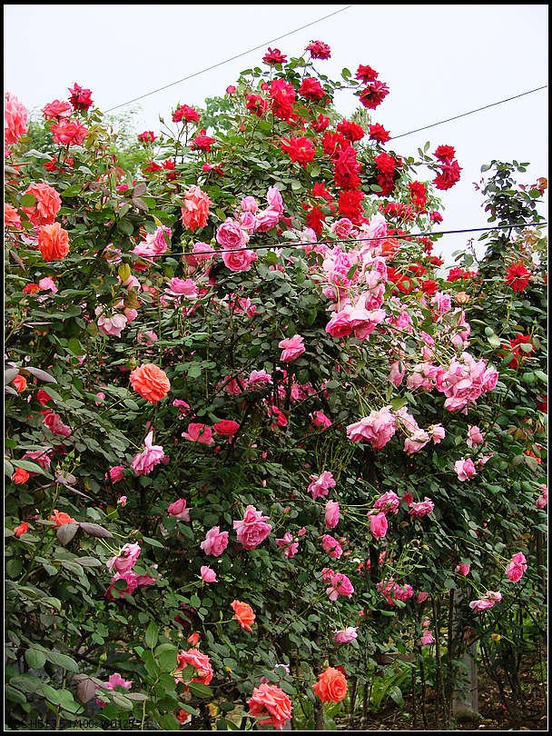DSC00078.jpg