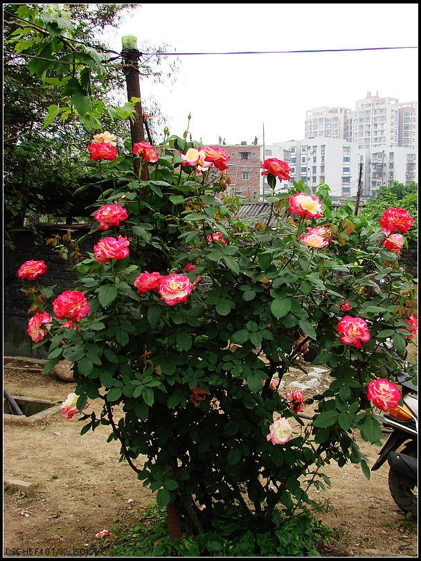 DSC00080.jpg