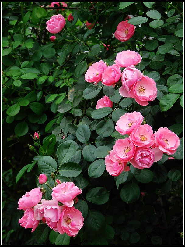 DSC00127.jpg