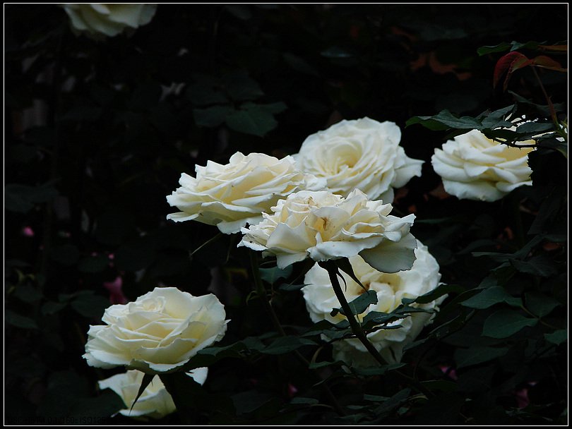DSC00091.jpg