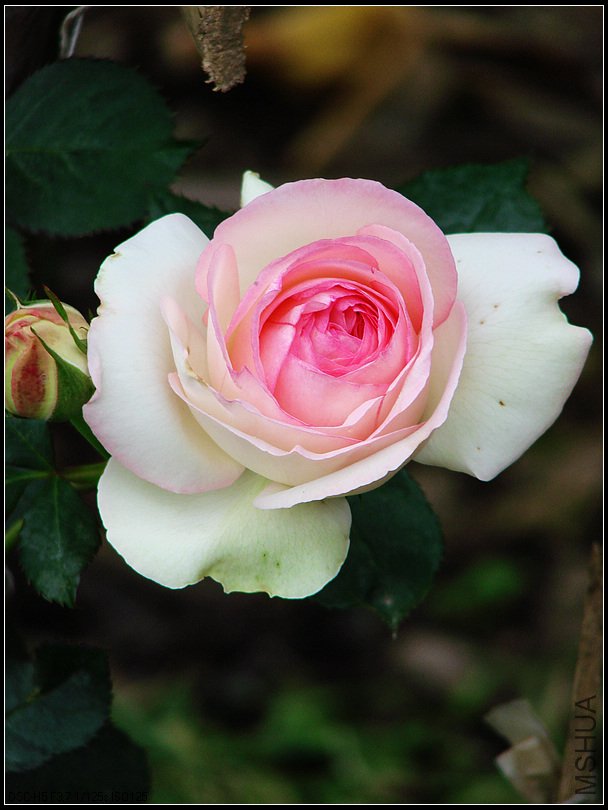 DSC00083.jpg