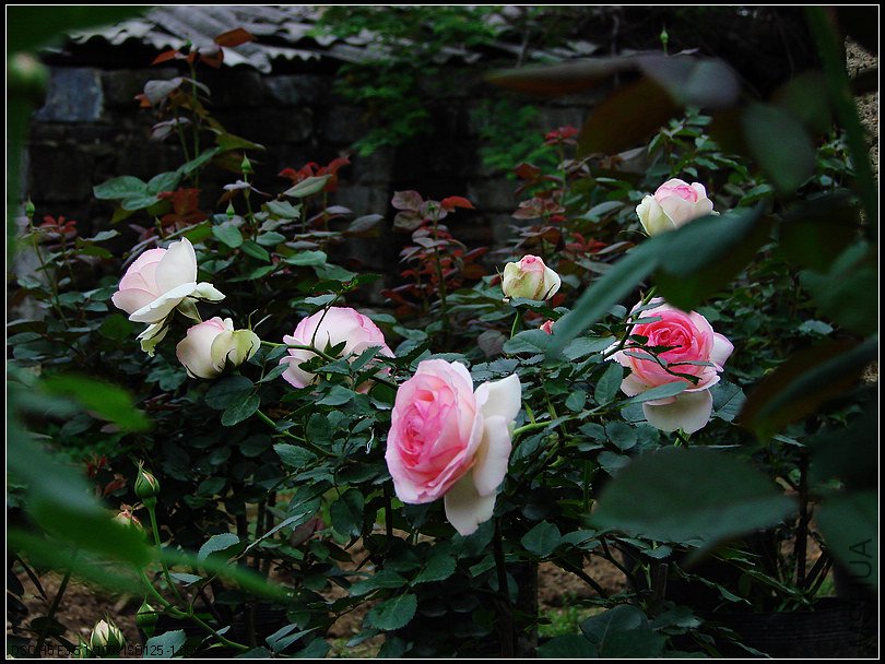 DSC00094.jpg