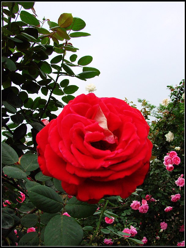 DSC00145.jpg