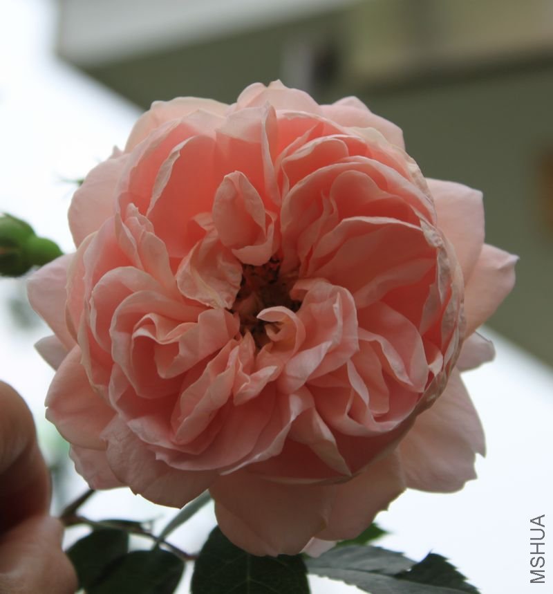 IMG_6824.JPG