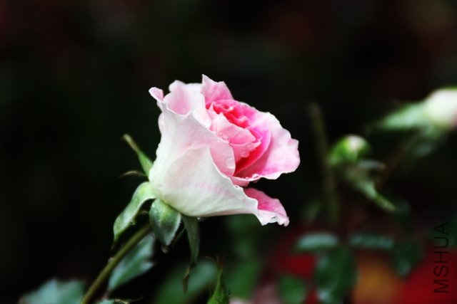 2011.04.22.�¼��Ͳ軨 025.jpg