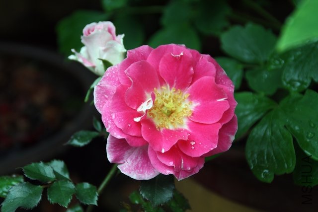 2011.04.22.�¼��Ͳ軨 029.jpg