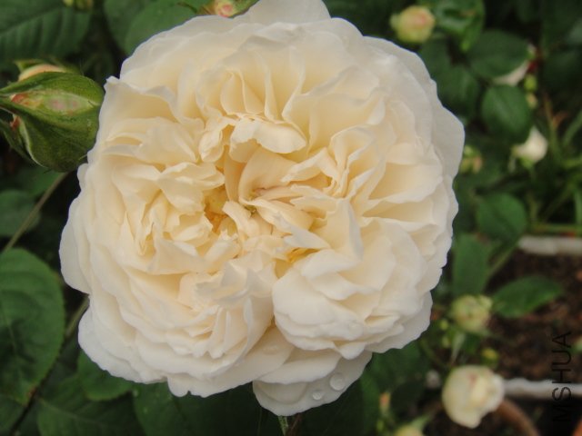 DSC01426.JPG