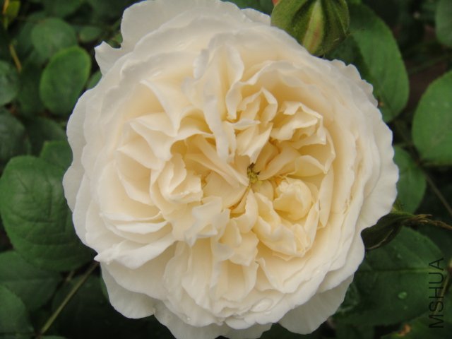 DSC01428.JPG