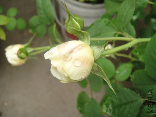 DSC01429.JPG