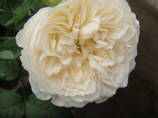 DSC01434.JPG