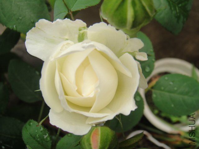 DSC01433.JPG