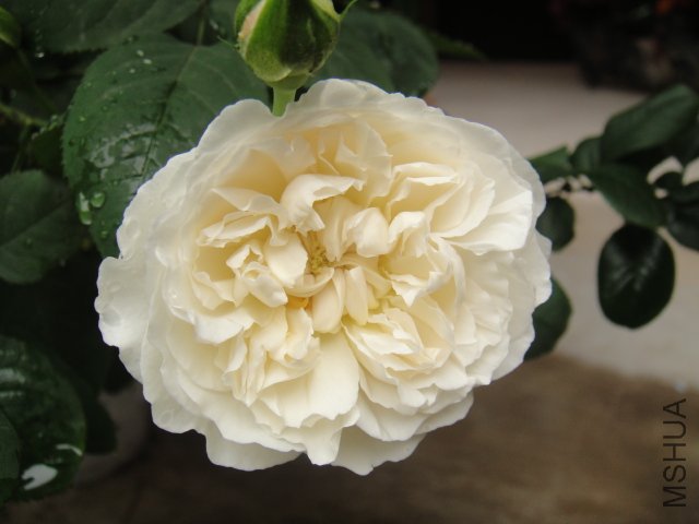 DSC01431.JPG