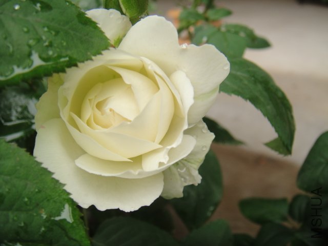 DSC01430.JPG