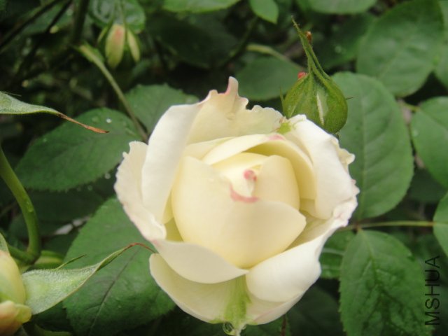 DSC01427.JPG