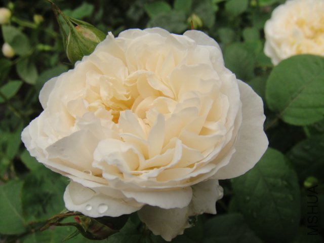 DSC01432.JPG