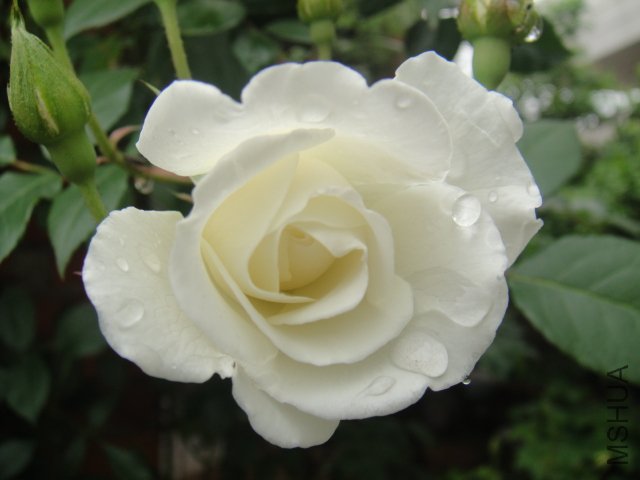 DSC01415.JPG