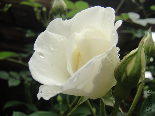DSC01418.JPG