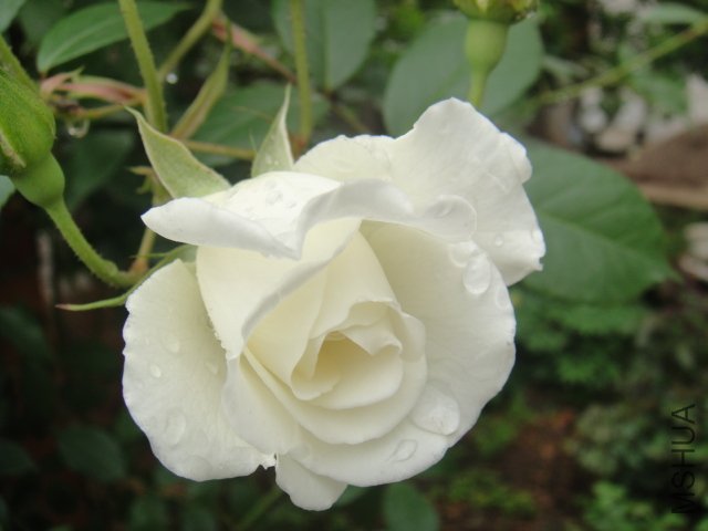 DSC01416.JPG