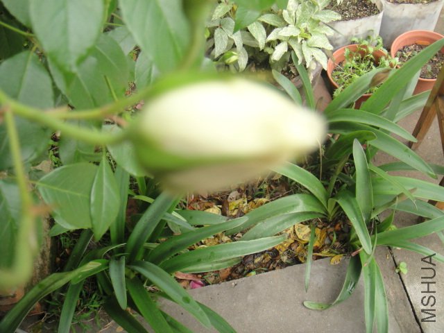 DSC01419.JPG