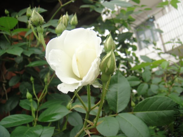 DSC01417.JPG