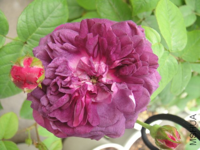 DSC01425.JPG