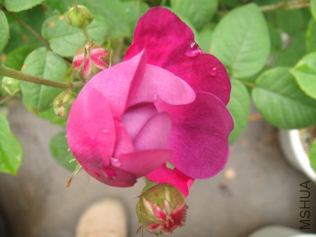 DSC01424.JPG