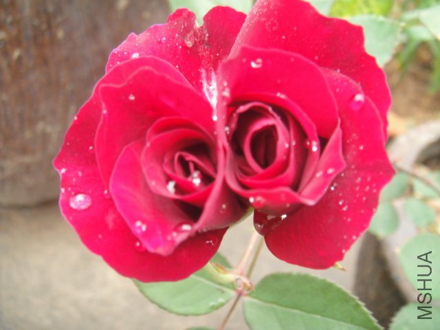 DSC01422.JPG