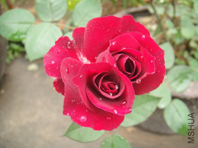 DSC01420.JPG
