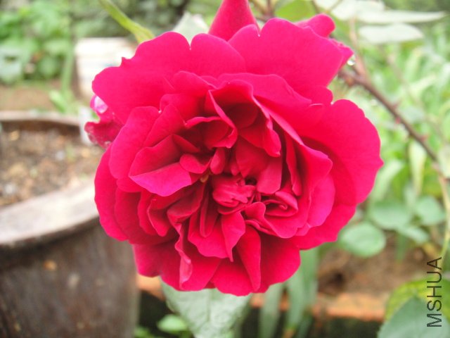 DSC01421.JPG