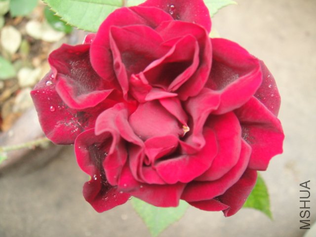 DSC01423.JPG