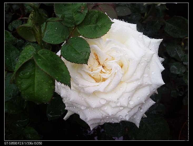nEO_IMG_��Ƭ0279.jpg