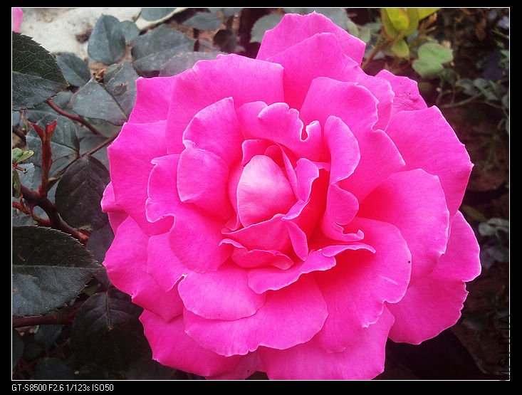 nEO_IMG_��Ƭ0249.jpg