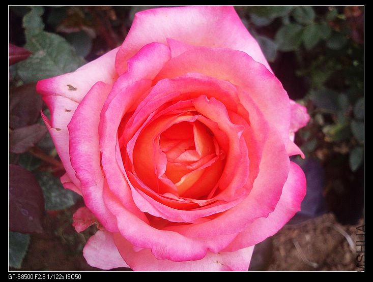nEO_IMG_��Ƭ0246.jpg