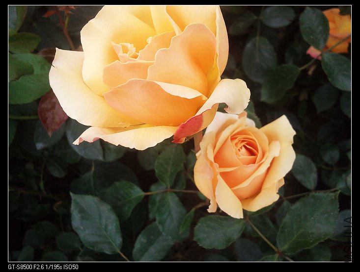 nEO_IMG_��Ƭ0256.jpg