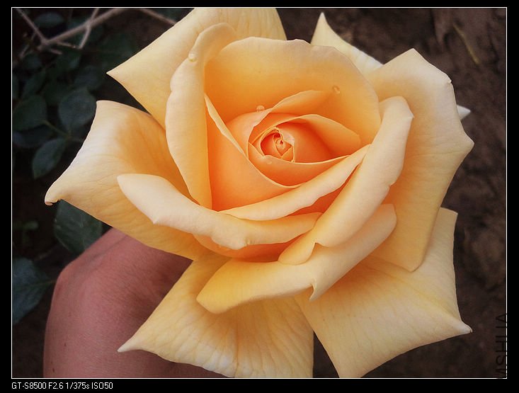nEO_IMG_��Ƭ0254.jpg