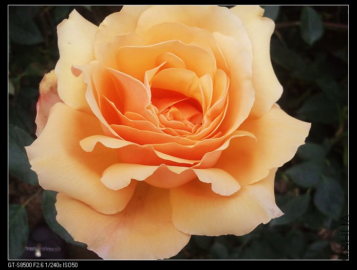 nEO_IMG_��Ƭ0255.jpg