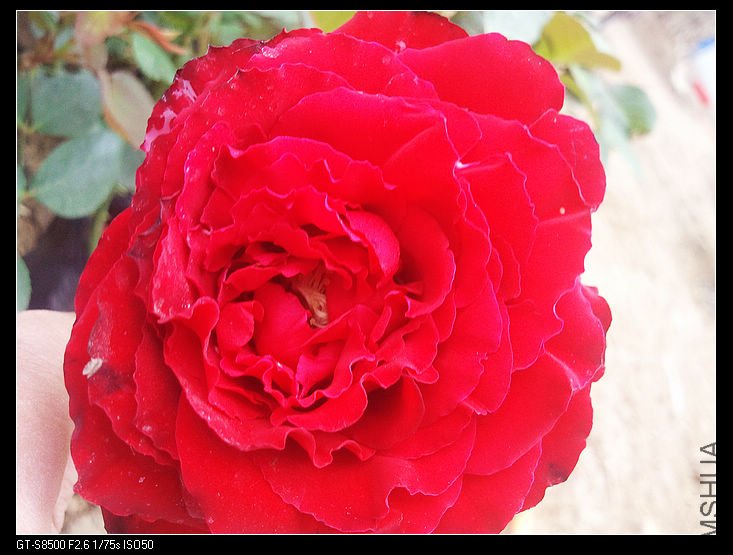 nEO_IMG_��Ƭ0263.jpg