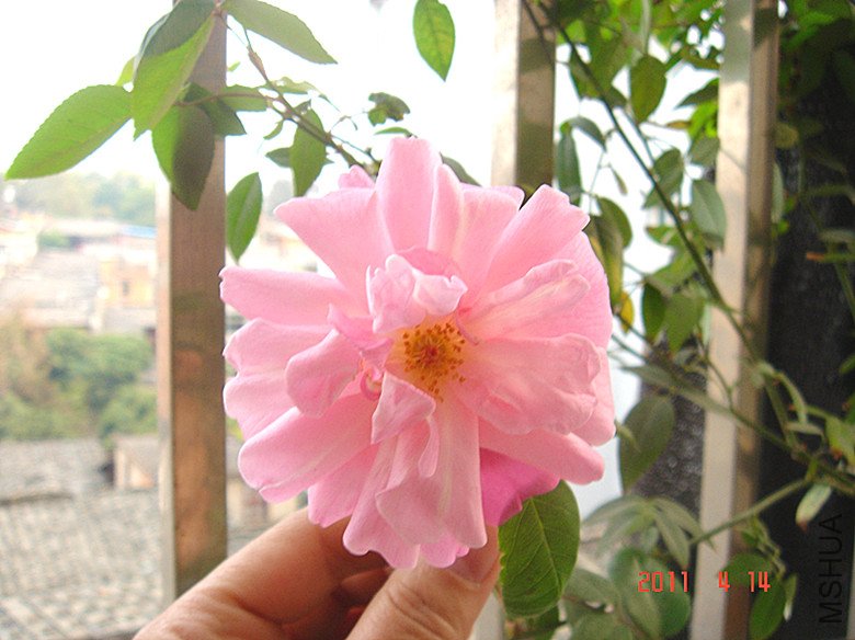 DSC00331_����.jpg