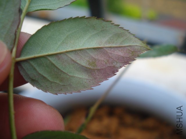 DSC05085.JPG