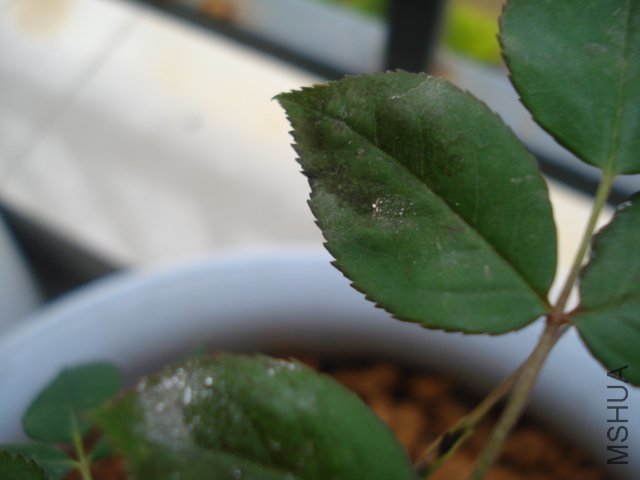 DSC05087.JPG