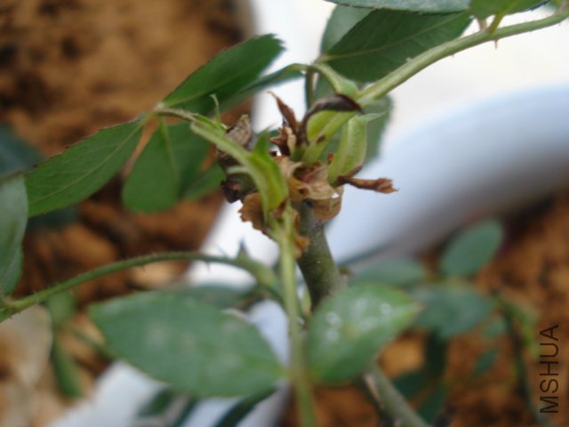 DSC05090.JPG