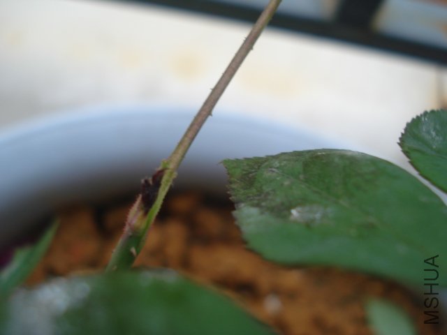 DSC05089.JPG