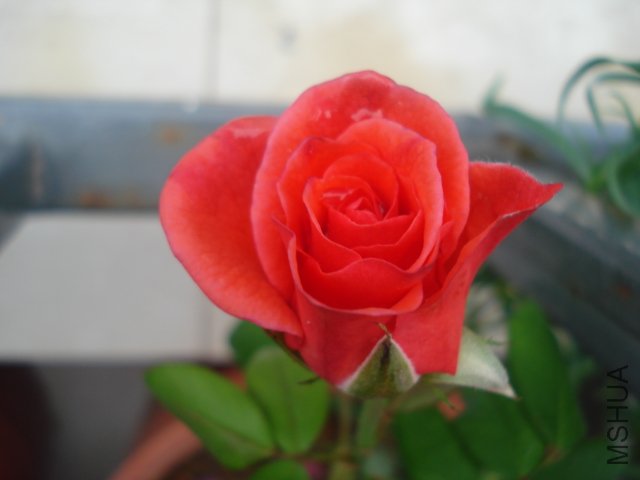 DSC05094.JPG