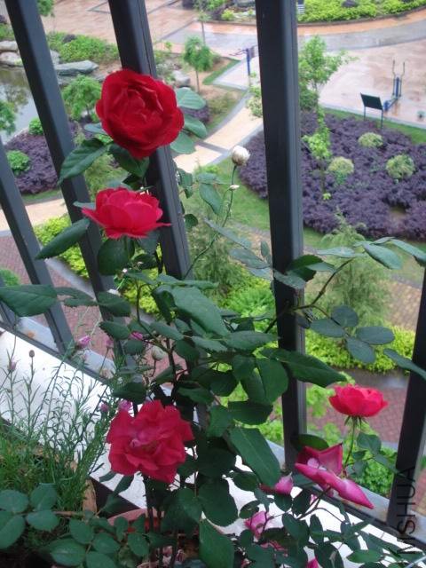 DSC05091.JPG