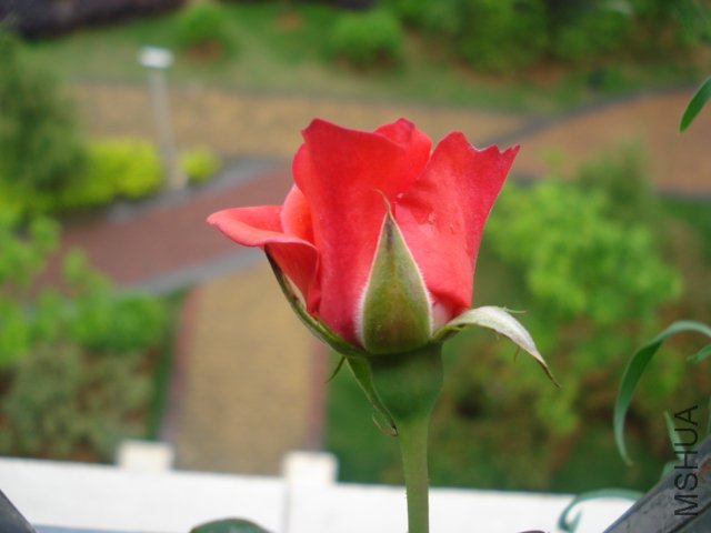 DSC05093.JPG