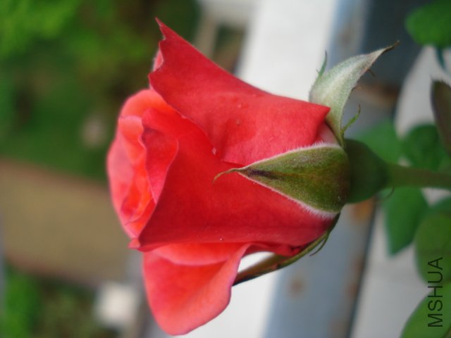 DSC05096.JPG