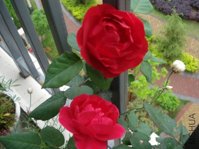 DSC05092.JPG