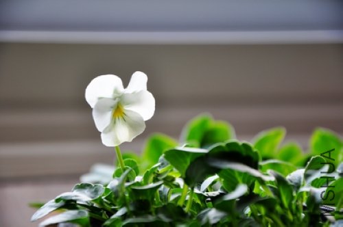 DSC_0062.JPG