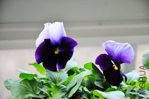 DSC_0234.JPG